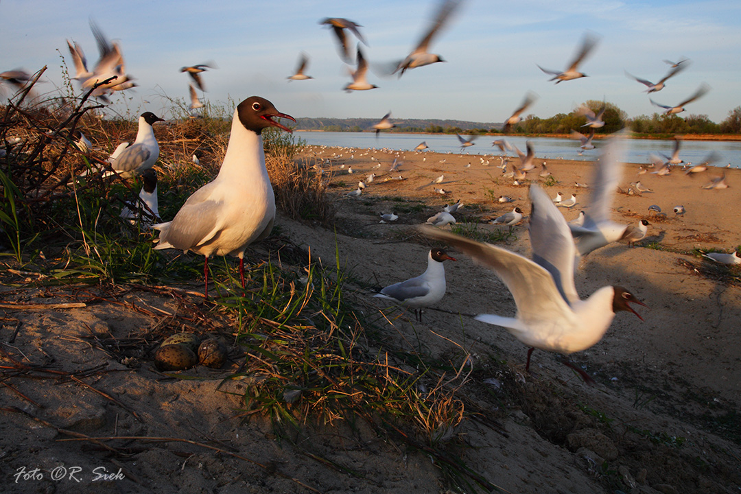 Śmieszki na wiślanej wyspie