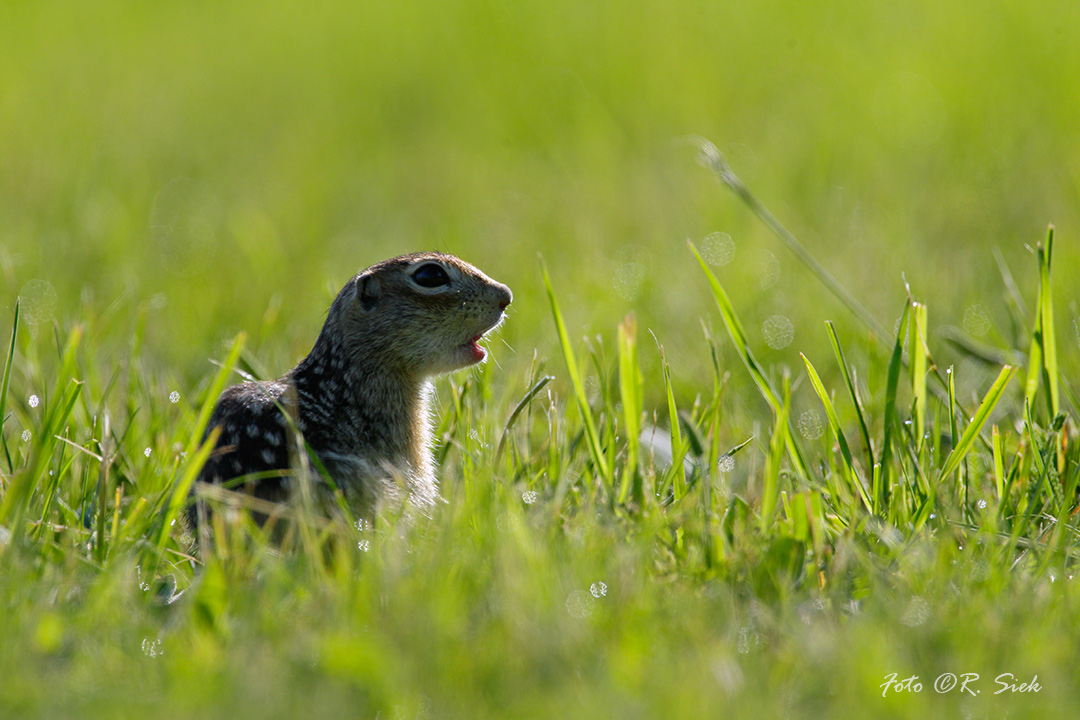 Suseł perełkowany - perła Lubelszczyzny